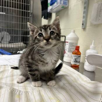 Domestic Short Hair Cats Available for Adoption in Charlottesville, Virginia - Hummus | PetCurious