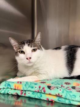 Domestic Medium Hair Cats Available for Adoption in Twentynine Palms, California - Gordo | PetCurious