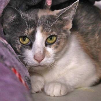 Domestic Short Hair Cats Available for Adoption in Hopkinton, Massachusetts - Kiera | PetCurious