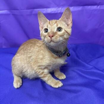 Whitley -  Domestic Short Hair Cat for Adoption in North Myrtle Beach, South Carolina - Whitley | PetCurious