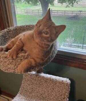Scratch -  Domestic Short Hair and Calico Cat for Adoption in Columbus, Minnesota - Scratch | PetCurious