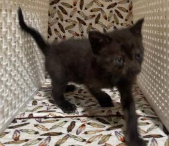 LULU -  Domestic Short Hair Cat for Adoption in Riverside, California - LULU | PetCurious