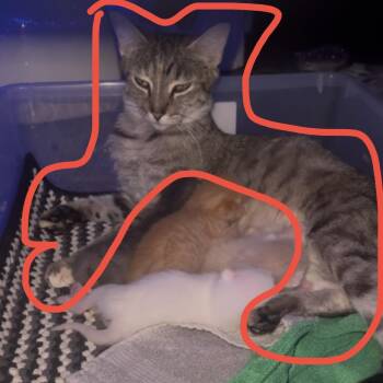 MLL - Penny -  Domestic Short Hair Cat for Adoption in NEW PT RICHEY, Florida - MLL - Penny | PetCurious