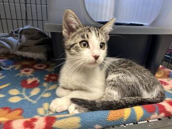 La -  Domestic Short Hair Cat for Adoption in Blountville, Tennessee - La | PetCurious
