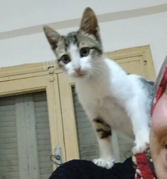 Toty - Shoulder cat -  Domestic Short Hair Cat for Adoption in Brampton, Ontario - Toty - Shoulder Cat | PetCurious