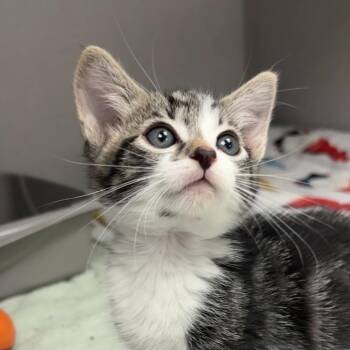 Bing Bong -  Domestic Short Hair Cat for Adoption in Los Angeles, California - Bing Bong | PetCurious