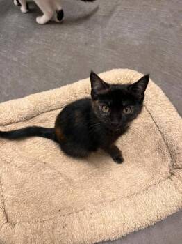 Rescue Domestic Short Hair Cats for Adoption in Renfrew, Pennsylvania - Beast | PetCurious