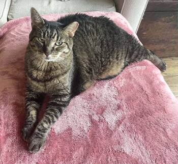 Tennessee -  Tabby and Domestic Short Hair Cat for Adoption in Chicago, Illinois - Tennessee | PetCurious