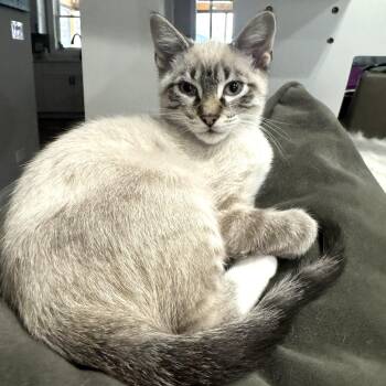 Snowshoe Cats Available for Adoption - Z. Cavaricci | PetCurious