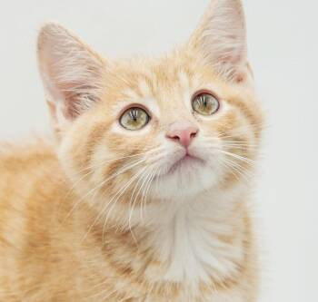 Peanut is DEFINITELY purrfect - orange sweetie -  Tabby Cat for Adoption in Bedford Hills, New York - Peanut Is DEFINITELY Purrfect - Orange Sweetie | PetCurious