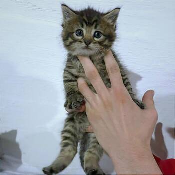 Domestic Short Hair Cats Available for Adoption in Hannibal, Missouri - Janice | PetCurious