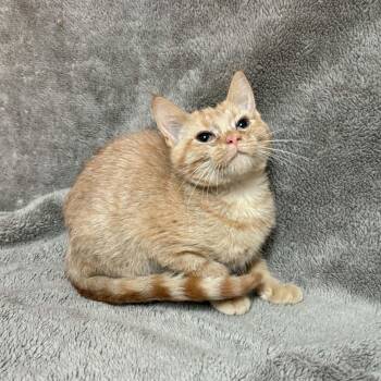 Sader -  Domestic Short Hair Cat for Adoption in Waterloo, Iowa - Sader | PetCurious
