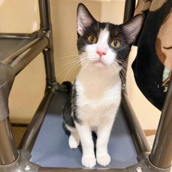 Winslow -  Domestic Short Hair Cat for Adoption in Agoura Hills, California - Winslow | PetCurious