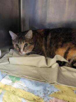 Domestic Short Hair Cats Available for Adoption - Peach | PetCurious