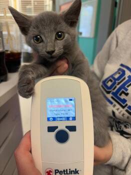 Leo 2 -  Domestic Short Hair Cat for Adoption in Morgantown, Kentucky - Leo 2 | PetCurious
