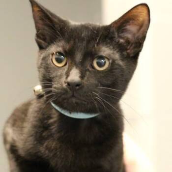 26-01234 -  Domestic Short Hair Cat for Adoption in Fredericksburg, Virginia - 26-01234 | PetCurious
