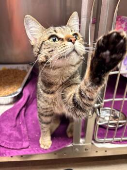 Domestic Short Hair Cats Available for Adoption - Zsa Zsa Gabor | PetCurious