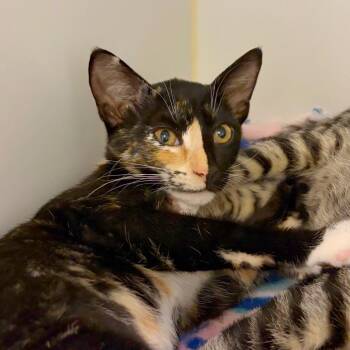 Tres Leches -  Domestic Short Hair Cat for Adoption in Woodinville, Washington - Tres Leches | PetCurious