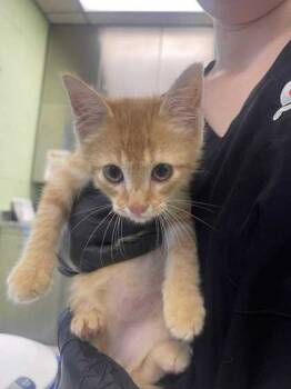 Rescue Domestic Short Hair Cats for Adoption in Longview, Texas - Cheese Log | PetCurious