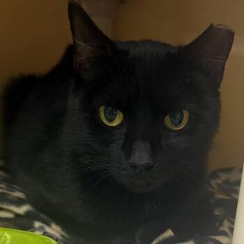 Angel -  Domestic Short Hair Cat for Adoption in East Hanover, New Jersey - Angel | PetCurious