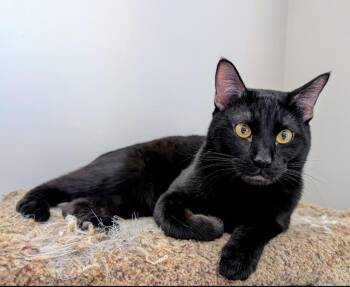 Domestic Short Hair Cats Available for Adoption in Calgary, Alberta - Linus | PetCurious