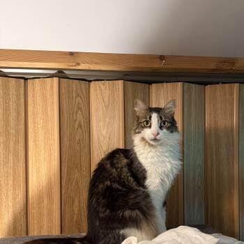 Queen Fluff -  Domestic Medium Hair Cat for Adoption in Buffalo, New York - Queen Fluff | PetCurious