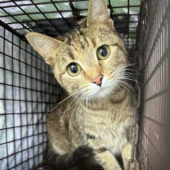 Domestic Short Hair Cats Available for Adoption in Birmingham, Alabama - Fiona | PetCurious