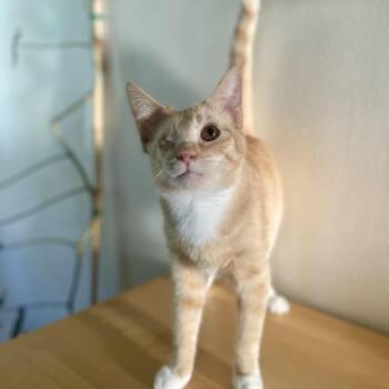 Peekaboo--In Foster -  Domestic Short Hair Cat for Adoption in Fargo, North Dakota - Peekaboo--In Foster | PetCurious