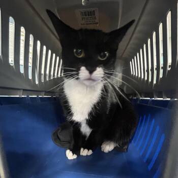 Domestic Short Hair Cats Available for Adoption in Newark, New Jersey - Michi | PetCurious
