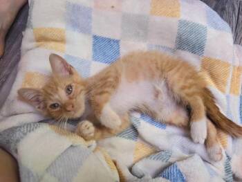 Cheese Puff -  Domestic Short Hair Cat for Adoption in Warner Robins, Georgia - Cheese Puff | PetCurious