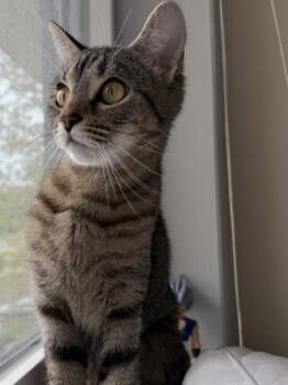 Domestic Short Hair Cats Available for Adoption in Fairfax, Virginia - Cupcake | PetCurious