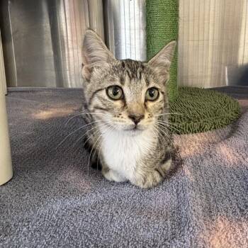 Silver -  Domestic Short Hair Cat for Adoption in Sunnyvale, Texas - Silver | PetCurious