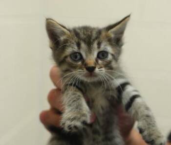 Ladybird -  Domestic Short Hair Cat for Adoption in Westland, Michigan - Ladybird | PetCurious