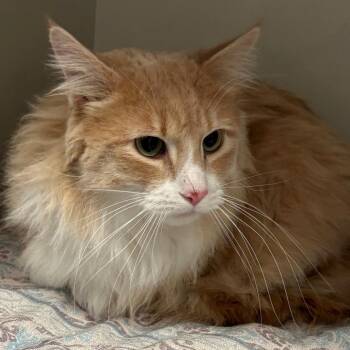 Domestic Long Hair Cats Available for Adoption - Jasper (Billy) | PetCurious