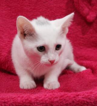 Ivory -  Domestic Short Hair Cat for Adoption in Vacaville, California - Ivory | PetCurious