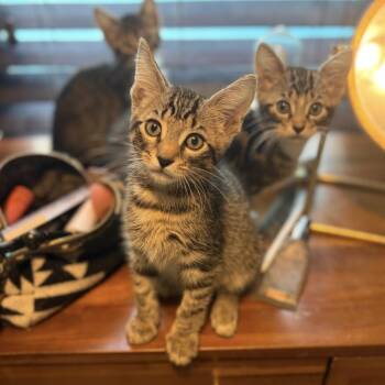 Lupin -  Domestic Short Hair Cat for Adoption in Stamford, Connecticut - Lupin | PetCurious