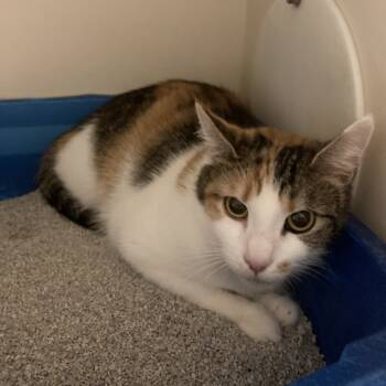 Rescue Domestic Short Hair Cats for Adoption in Pittsburgh, Pennsylvania - Marmalade | PetCurious