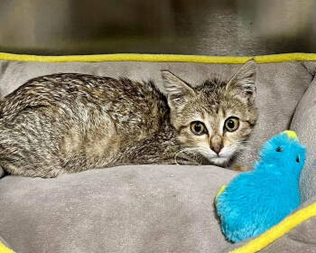 Rescue Domestic Short Hair Cats for Adoption in St. Peters, Missouri - Anya | PetCurious