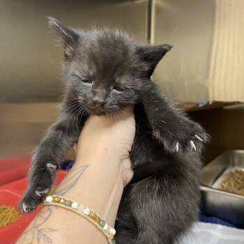 Rescue Domestic Short Hair Cats for Adoption in Windsor, Virginia - Ruby | PetCurious