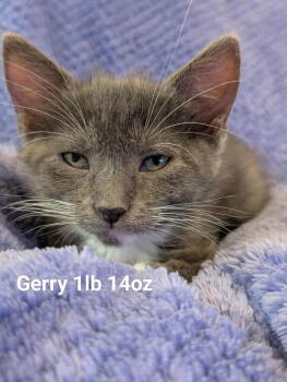 Rescue Domestic Short Hair Cats for Adoption in St. George, Utah - Gerry | PetCurious