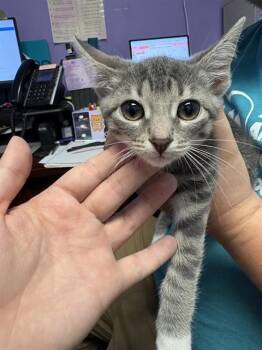 AMARANTHUS -  Domestic Short Hair Cat for Adoption in Fort Walton Beach, Florida - AMARANTHUS | PetCurious