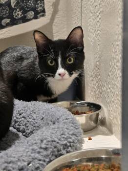 Bramble -  Domestic Short Hair Cat for Adoption in Richmond, Kentucky - Bramble | PetCurious