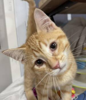 Chopin -  Domestic Short Hair Cat for Adoption in Jackson, Georgia - Chopin | PetCurious