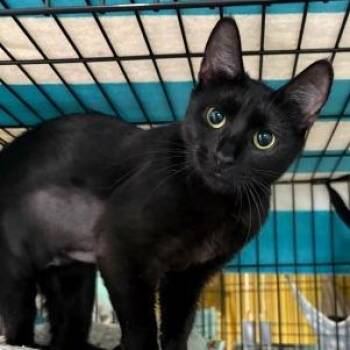 Mercury -  Domestic Short Hair Cat for Adoption in Washington, District Of Columbia - Mercury | PetCurious