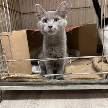 Aurora -  Domestic Long Hair Cat for Adoption in Madison, Wisconsin - Aurora | PetCurious