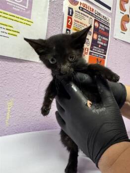 61786817 -  Domestic Short Hair Cat for Adoption in El Paso, Texas - 61786817 | PetCurious