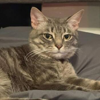 Stakz -  Domestic Short Hair Cat for Adoption in Philadelphia, Pennsylvania - Stakz | PetCurious