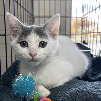 Rescue Domestic Short Hair Cats for Adoption in Greensboro, North Carolina - Buttercup | PetCurious