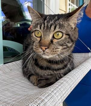 Habibi -  Domestic Short Hair Cat for Adoption in Kingsland, Georgia - Habibi | PetCurious