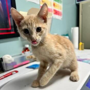 Ronald -  Domestic Short Hair Cat for Adoption in Edwardsville, Illinois - Ronald | PetCurious